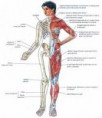 /album/fotogaleria-locomotor/images-5-jpg2/